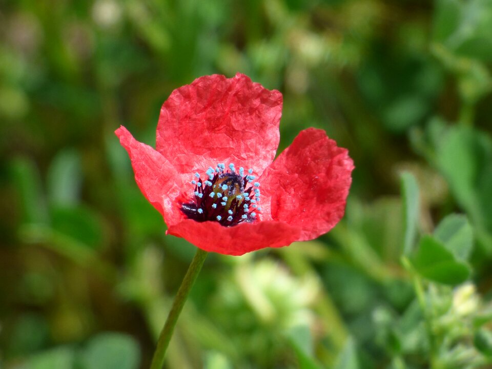 Pistils nature flower