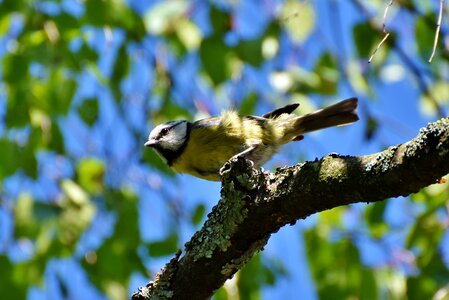 Plumage bird small bird photo