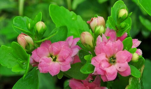 Flowers kalanchoe thick sheet greenhouse photo