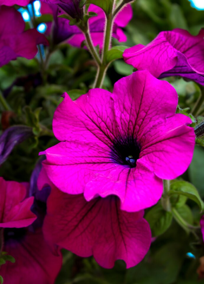Rosa nature plant