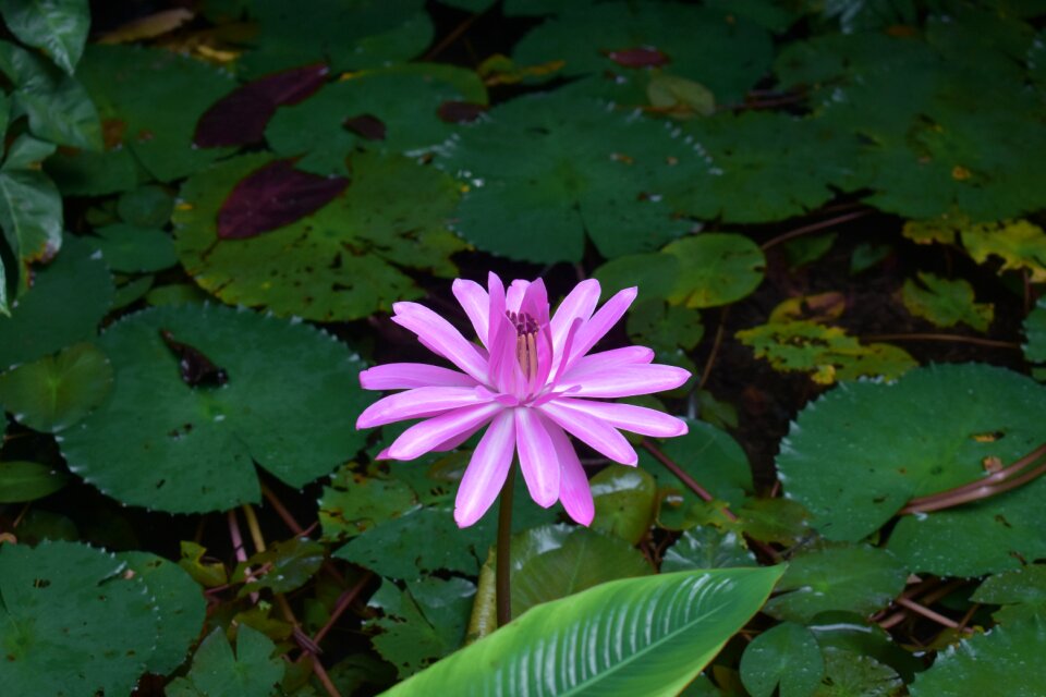 Green flora fauna