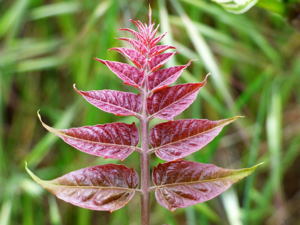 Plant geometry plant leaf
