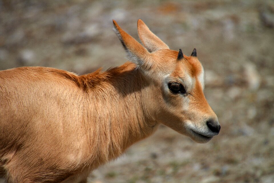 Arabian oryx cute zoo