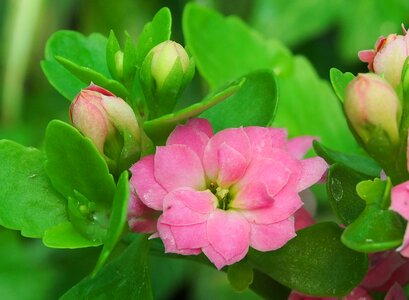 Flowers kalanchoe thick sheet greenhouse
