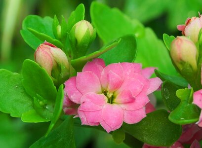 Flowers kalanchoe thick sheet greenhouse photo