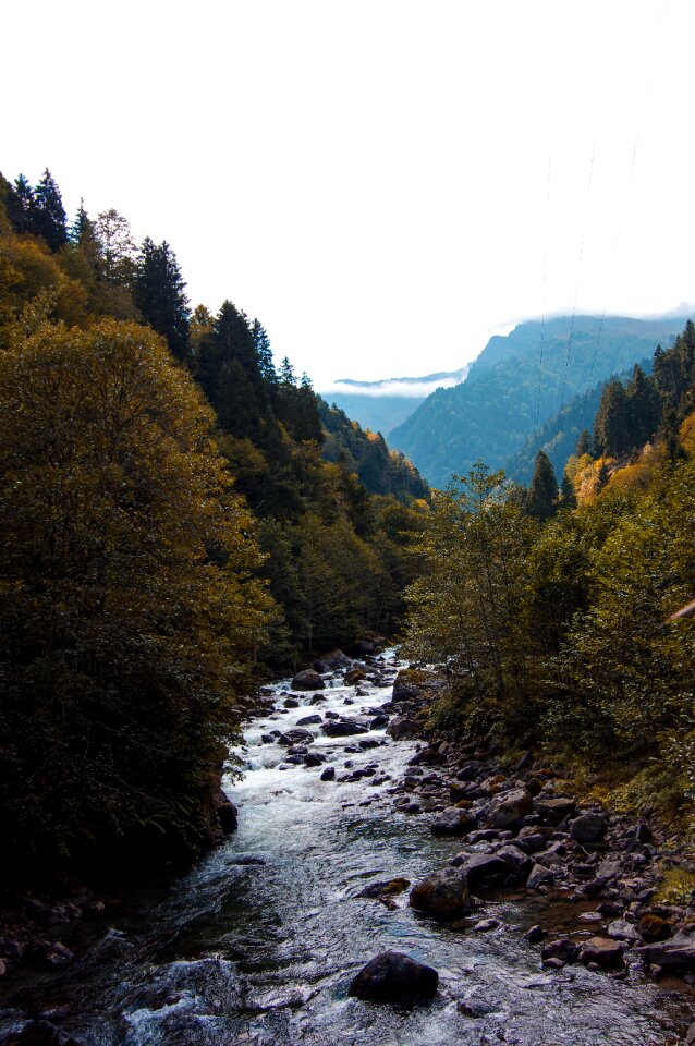 Green streaming tree