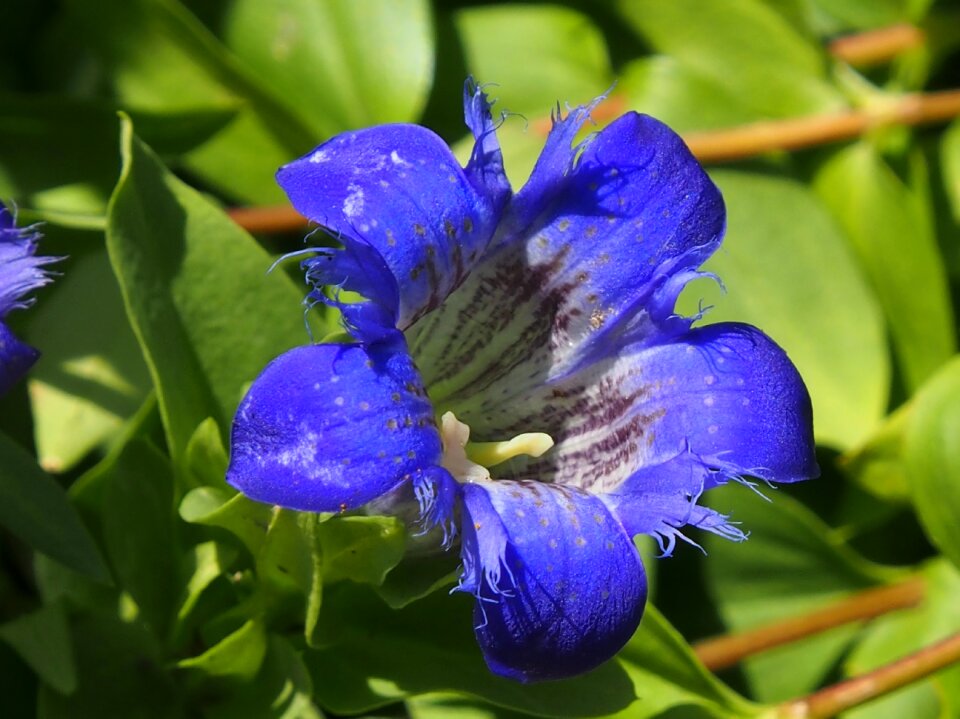 Summer blossom bloom