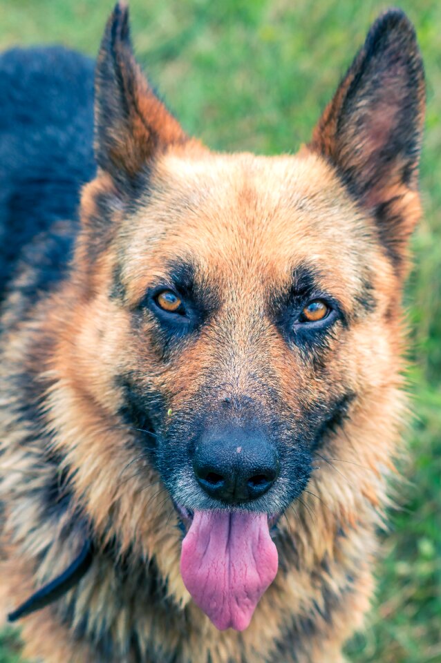 Dog beautiful dog beauty