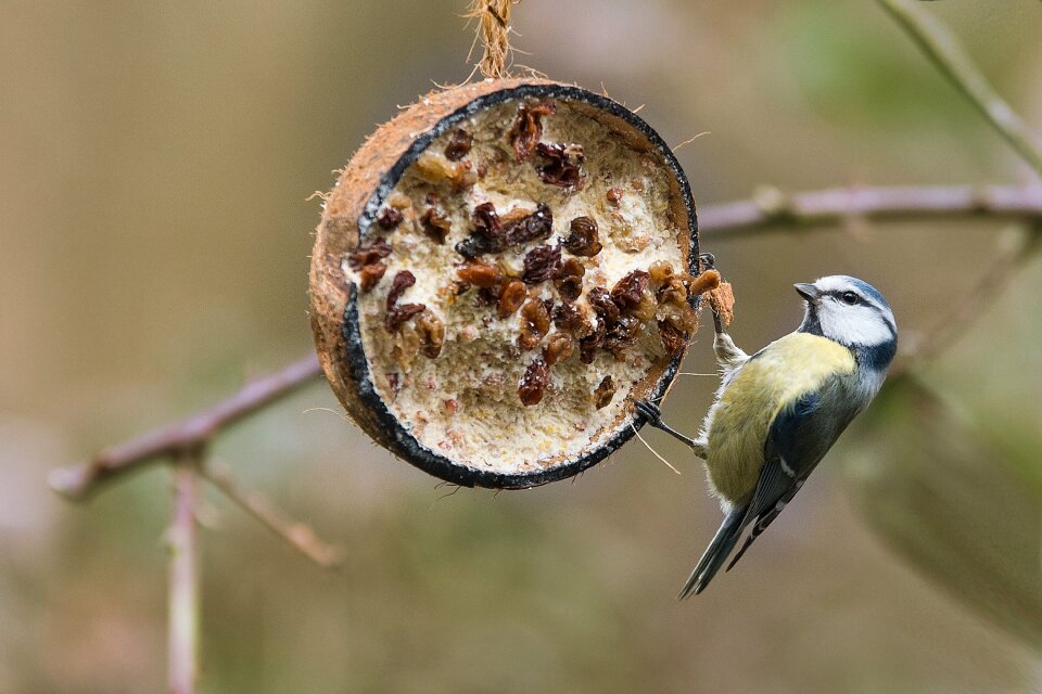 Nature animal garden