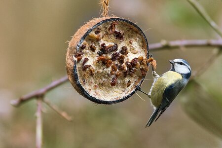 Nature animal garden photo