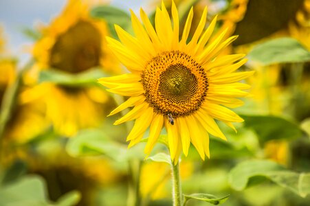 Bee summer landscape