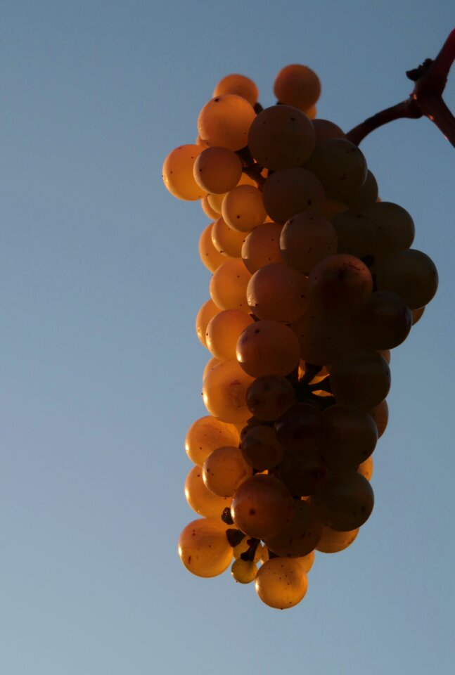 Ripe vine grapevine