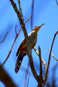 Plumage colorful flying