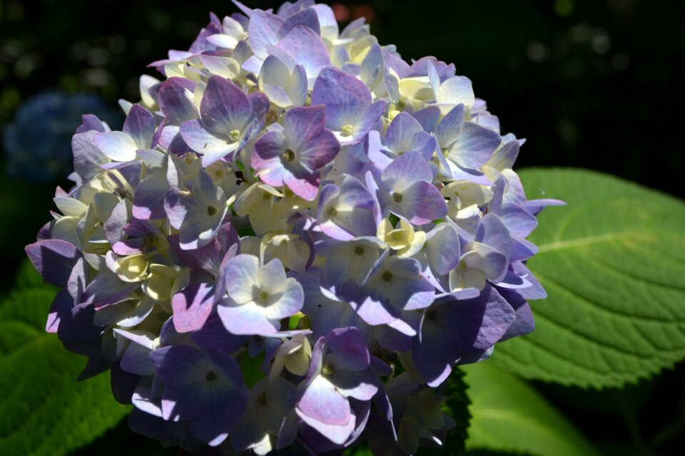 Flowers flowering beautiful