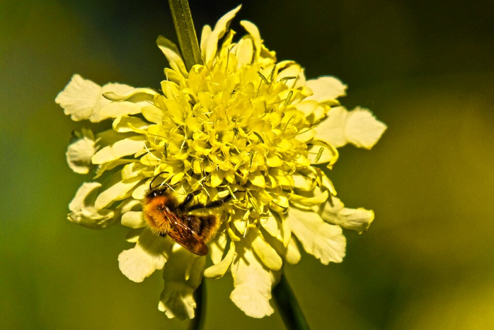 Blossom nature bee photo