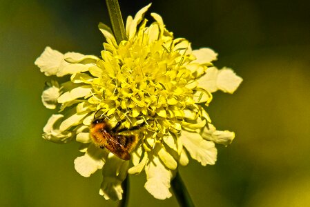 Blossom nature bee