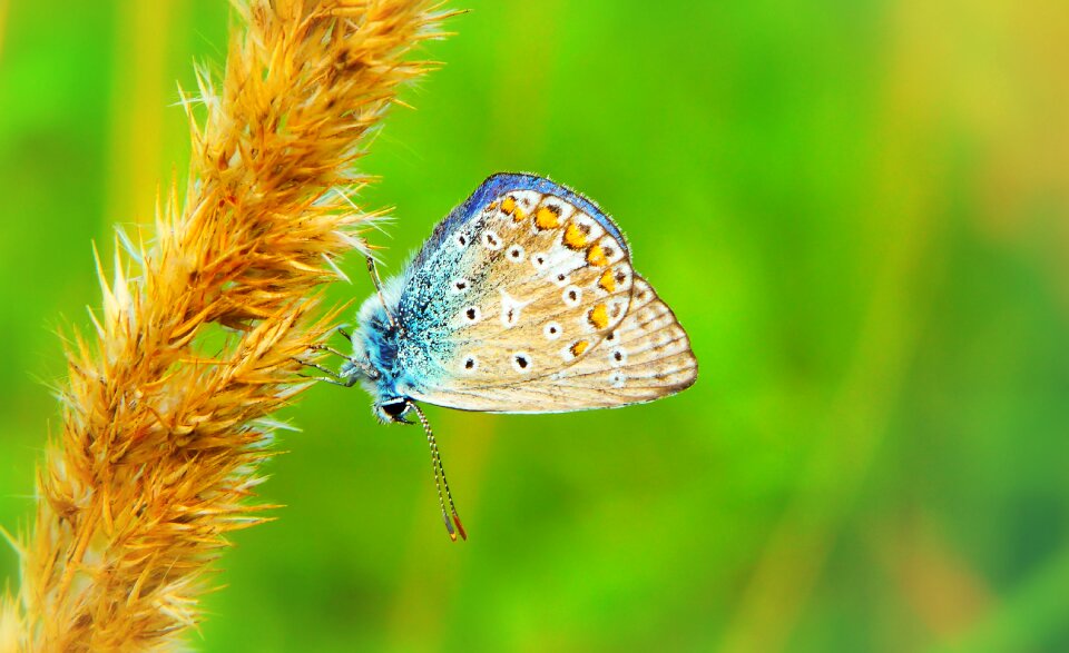 Butterfly day kłos animals