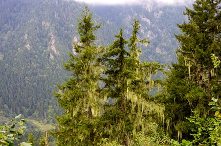 Green forest landscape