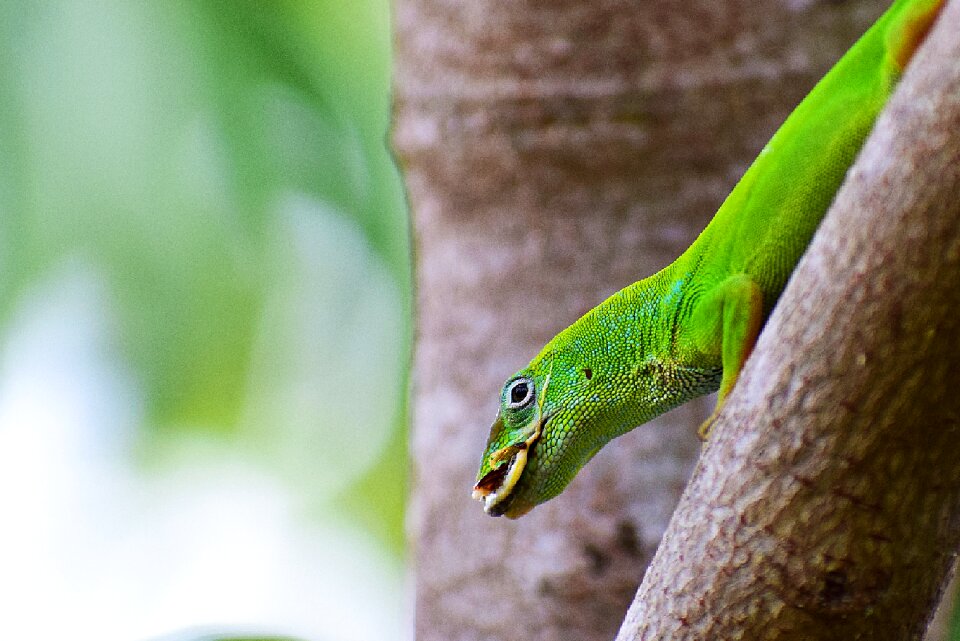 Green lizard field