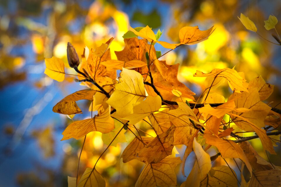 Fall color bright atmospheric