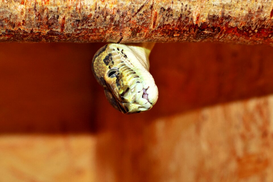 Scale terrarium constrictor