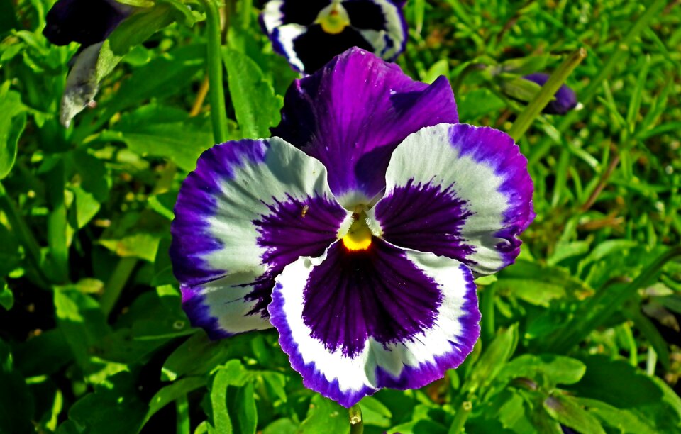 Spring garden nature