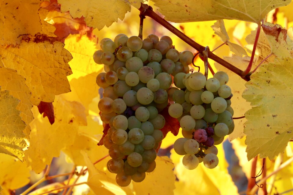 Ripe vine grapevine