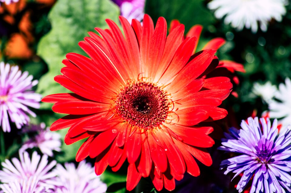 Purple petals flower garden
