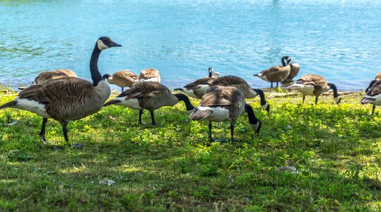 Nature animals outdoor