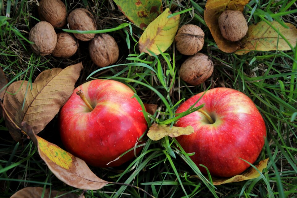 Fresh apple fruit