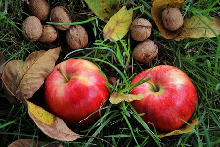 Fresh apple fruit