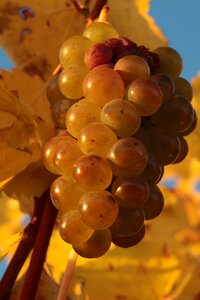 Ripe vine grapevine