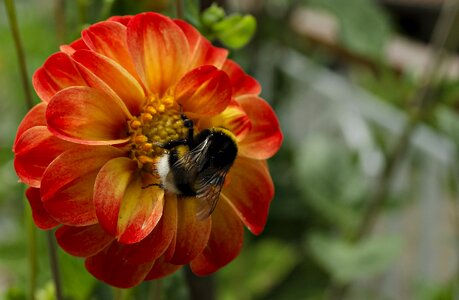 Horseshoe bee beautiful