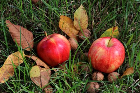 Eco mature autumn