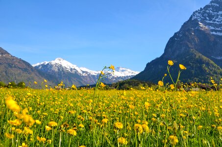 Bloom mountains alpine