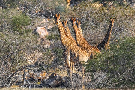 Nature mammal landscape