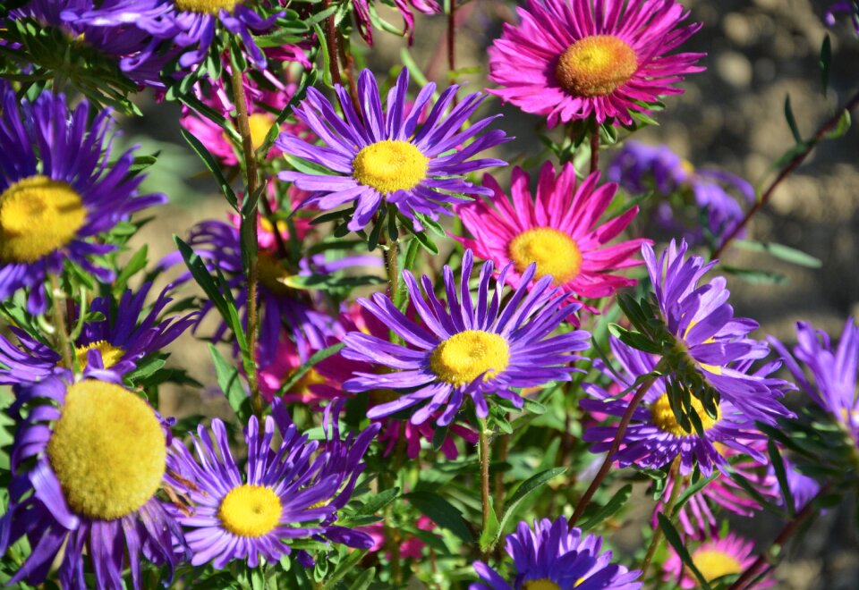 Color yellow pink purple green leaves petals
