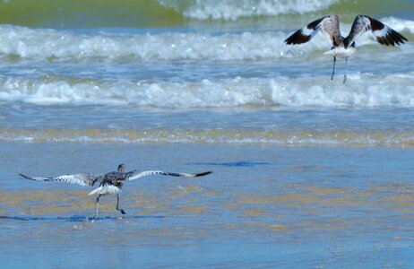 Skimmer sea birds photo
