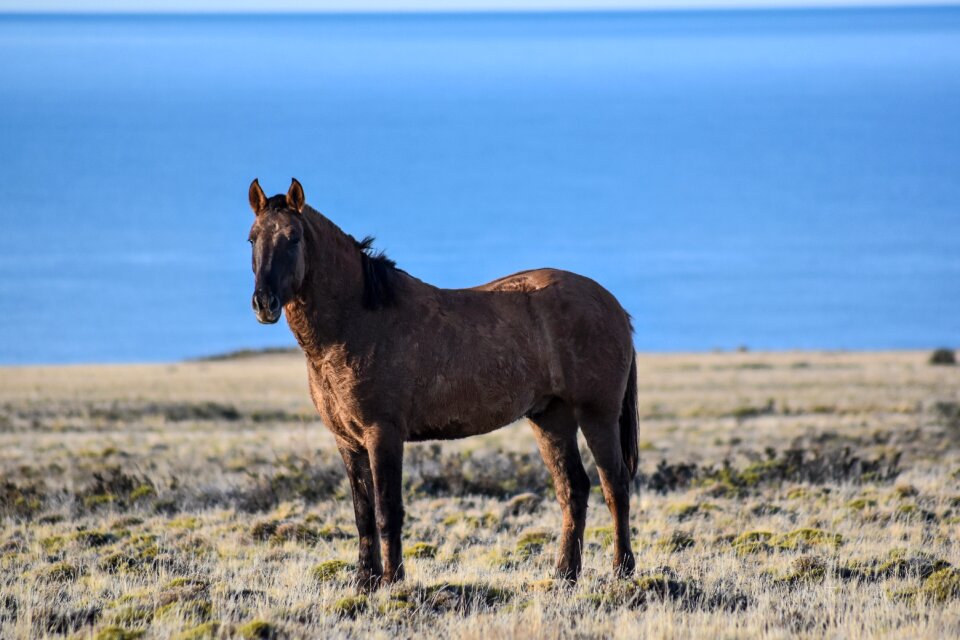 Wild nature equestrian