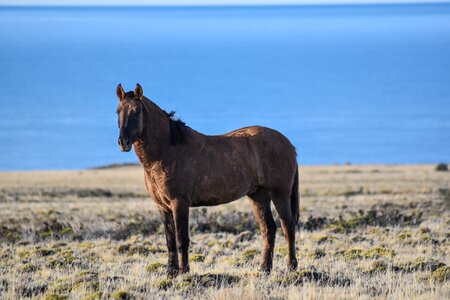 Wild nature equestrian