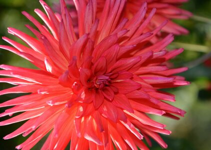Garden plants nature