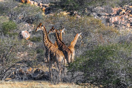 Nature mammal landscape photo