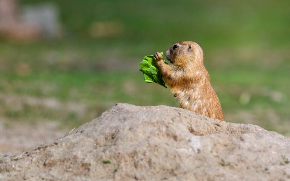 Small animal nature animal world