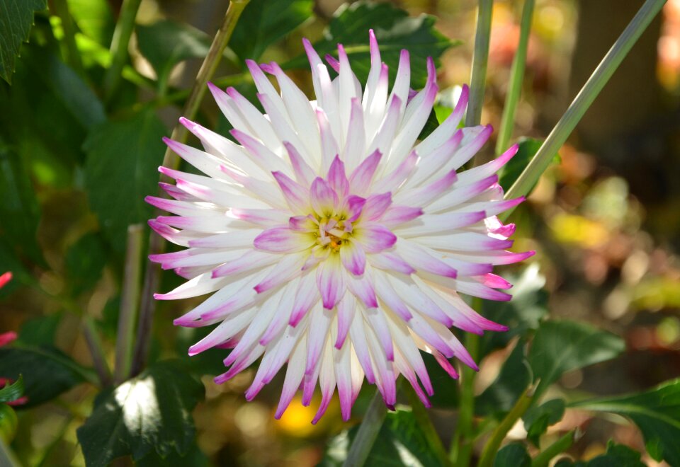 Nature spring flowers