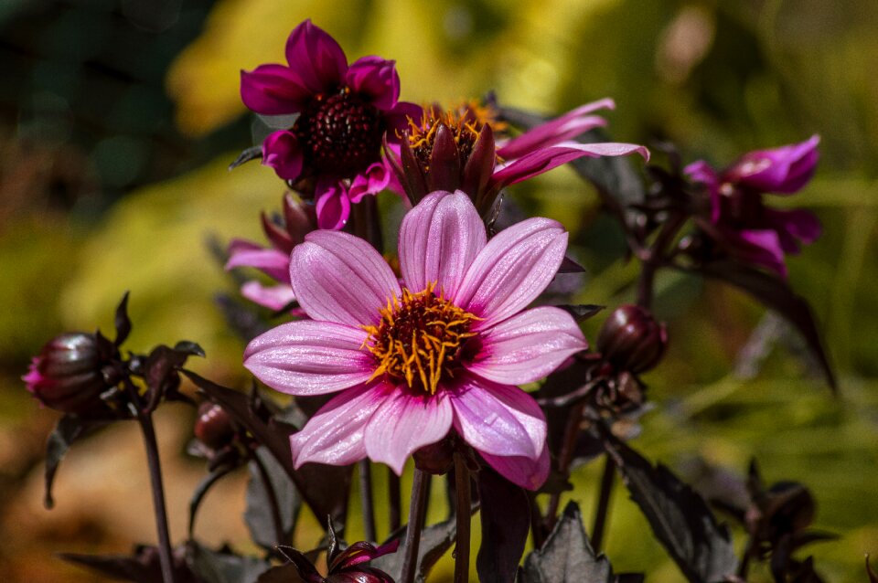 Purple flower plant