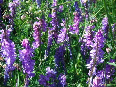 Meadow weeds grass