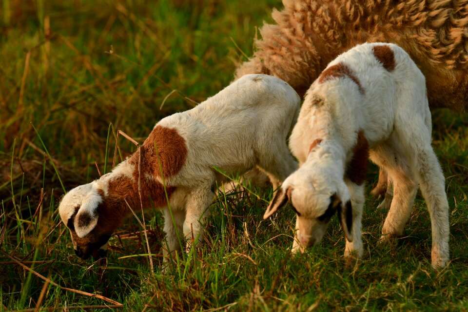 Mammals flock nature