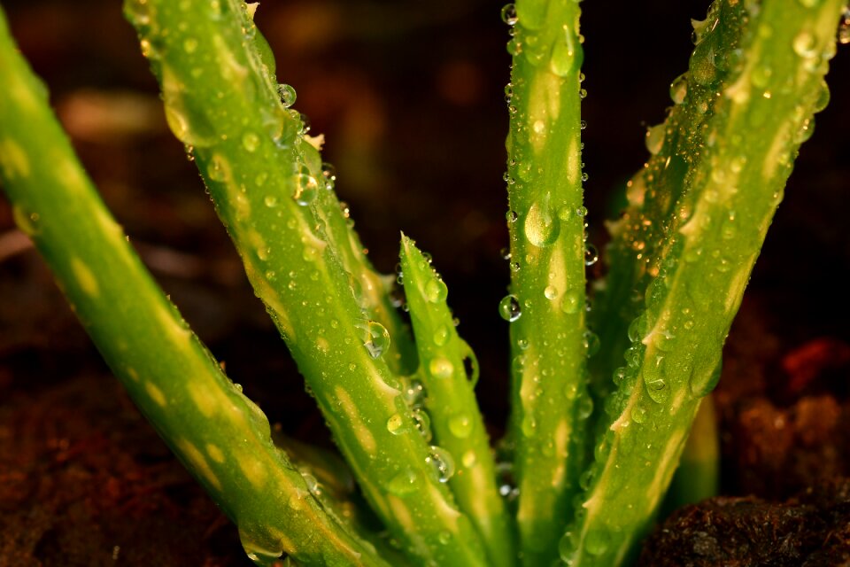 Garden dew potted
