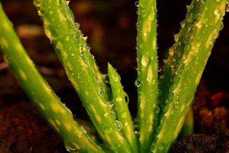 Garden dew potted photo