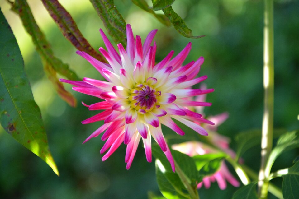 Nature spring petal
